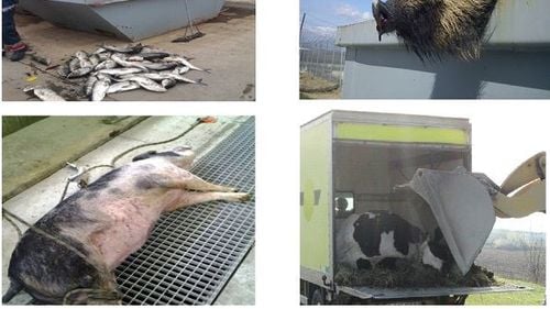 Ce mai aruncă bucureștenii în canalizare: Capete de porc sau chiar porcul cu totul, cai, o jumătate de oaie, mii de tone de şerveţele umede, scutece, jucării, frigidere, televizoare sau covoare, anunță Garda de Mediu/ Cantitate uriașă de deșeuri la stația de epurare de la Glina