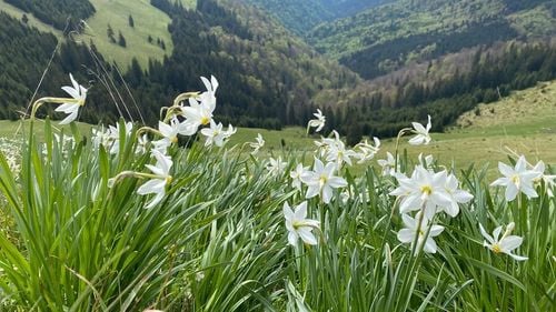 FOTO Pauza de respirație: imagini din acest weekend în Poiana cu narcise din munții Rodnei