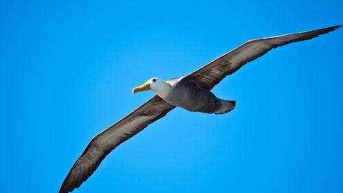 Albatros din Galapagos, specie critic amenințată, apărut în California, la 4.800 km de habitat. Cercetătorii sunt nedumeriți: întâmplare rară sau semn al schimbărilor climatice?