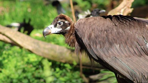 Pui de vultur negru, o specie pe cale de dispariţie din Munţii Rodopi, echipaţi cu transmiţătoare GPS