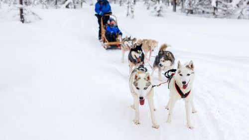 Safariurile cu husky din Finlanda: Mii de câini ar putea suferi în tăcere. Ce nu văd turiștii