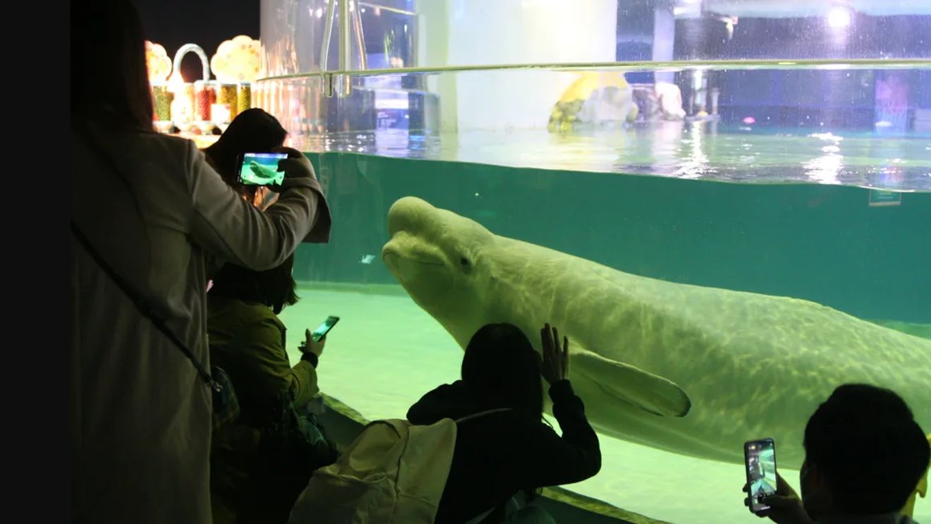 FOTO „Timpul se scurge”. Lupta pentru eliberarea unei balene beluga din acvariul unui mall din Coreea de Sud / Speranța de viață a acestor mamifere este înjumătățită în captivitate