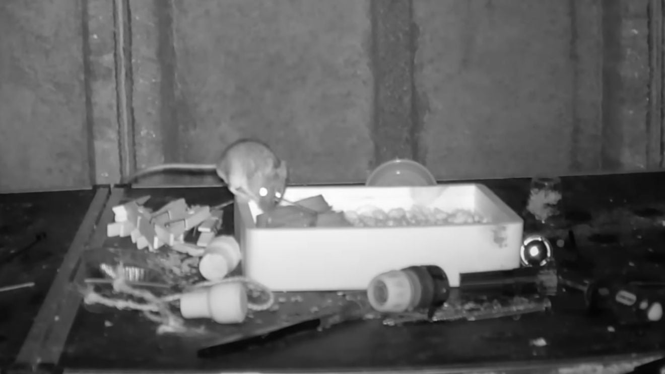 Un șoarece face ordine în magazia unui bărbat din Țara Galilor în fiecare noapte