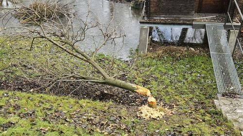 Castorii provoacă inundații pe un teren din Cluj-Napoca / Primăria va evalua pagubele / Castorii sunt o specie protejată și nu pot fi deranjați din habitatul lor natural