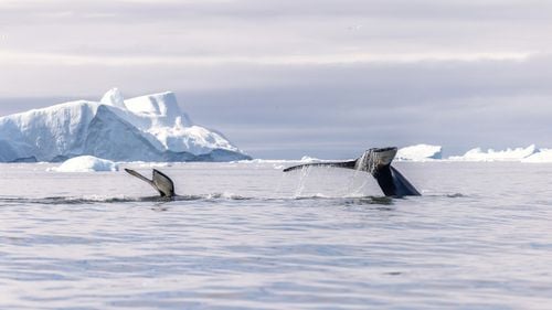 FOTO Cum se schimbă viața inuiților din Groenlanda din cauza schimbărilor climatice și a globalizării, prin ochii unei localnice / De la vânătoare de foci și sănii trase de câini la fast-food și vase de croazieră
