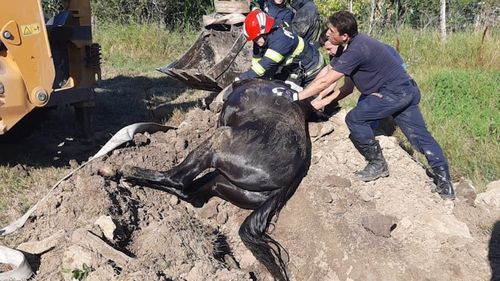 Cal salvat în Iași după ce a căzut într-o fântână / A fost ridicat cu buldoexcavatorul