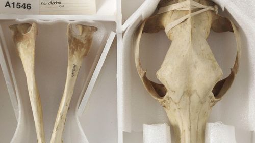 Rămășițele ultimului tigru tasmanian, descoperite într-un dulap de la un muzeu australian, după 85 de ani