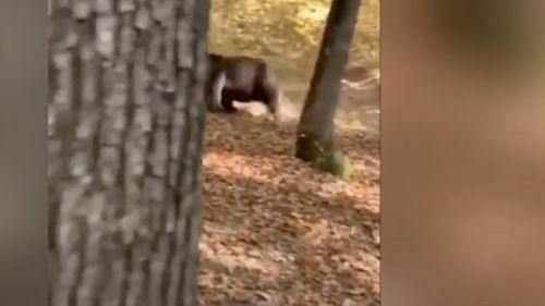 Un urs care manifesta un comportament agitat şi agresiv a fost împuşcat în Comarnic