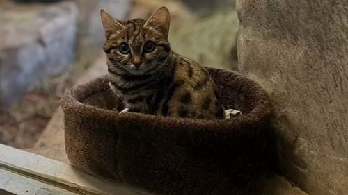 VIDEO | Cea mai periculoasă pisică din lume este înșelător de drăguță. Povestea Gaiei, felina cu picioare negre care fascinează și alarmează deopotrivă