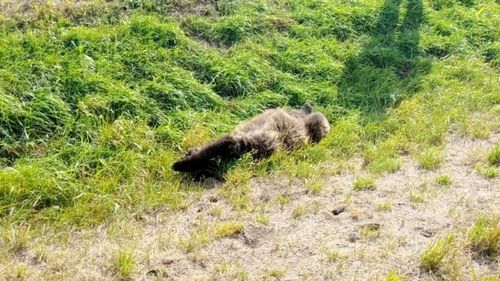 Urs lovit mortal de maşină în județul Covasna / Este al optulea urs care a murit într-un accident auto sau feroviar în acest an, în judeţ / ”În Covasna sunt peste 2.000 de urşi”