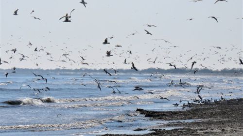 Pauza de respirație: Imagini de pe plaja Sulina, la final de iarnă