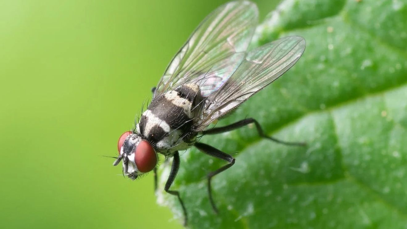Tyson, unul dintre cei mai mari producători de carne din Statele Unite, investește în producția de proteine din insecte / Muștele vor fi transformate în hrană pentru animale de companie, păsări de curte și pește