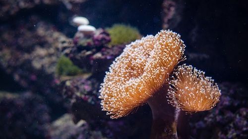 Jumătate dintre coralii Marii Bariere din Australia au pierit în ultimii 25 de ani