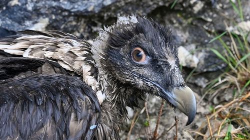 VIDEO Doi ''vulturi cu barbă'' eliberaţi pentru prima dată în sălbăticie în Germania