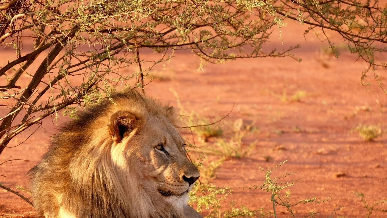 STUDIU Africa este continentul cu cel mai mare risc de mortalitate din cauza incendiilor de vegetaţie