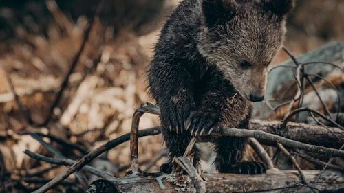 Cinci urşi din judeţul Argeş care coboară frecvent în localităţi vor fi monitorizaţi GPS pentru le înţelege comportamentul şi a preveni conflictele