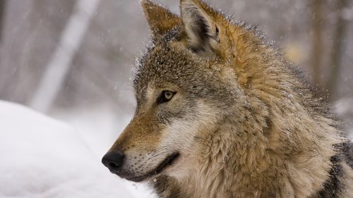 Un lup traversează Europa într-o călătorie de 1.000 de kilometri: documentarul „Wolf” ajunge în România