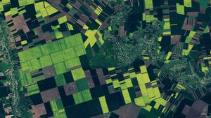 Lanurile de rapiță din sudul României au devenit vedetă la NASA: imagini spectaculoase din satelit