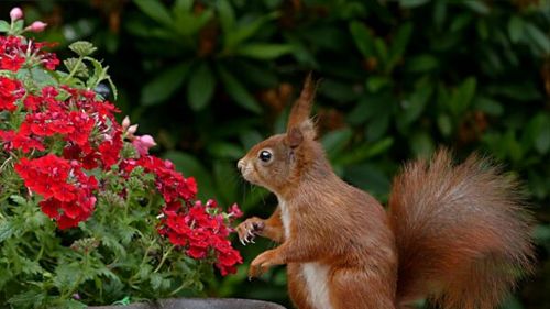 VIDEO Un pas spre simularea lumii reale / Un nou model AI poate simula metamorfoze naturale în clipuri realiste