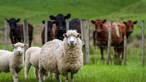 Comisia Europeană prelungește interdicția exportului de ovine din România și blochează și tranzitul către alte state membre până la 30 septembrie