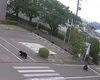 Un urs extrem de inteligent, căutat în Japonia după ce a rănit patru persoane / Animalul a descuiat singur o fereastră și a deschis un robinet pentru a bea apă