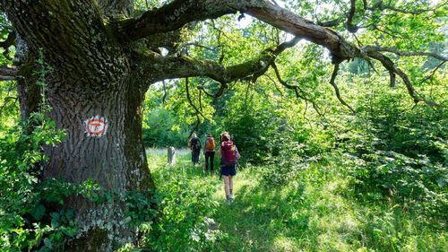 Pîslaru: Sunt în negocieri pentru ca Via Transilvanica să beneficieze de o finanţare de 6-7 milioane de euro, prin granturile SEE şi Norvegiene