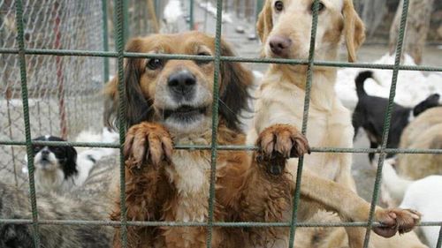 Noi imagini cutremurătoare din adăpostul din Suraia. Poliţiştii au deschis dosar penal pentru schingiuirea animalelor. ONG-uri: „Nu întelegem cum medicul Daniel Lazăr este încă liber!”