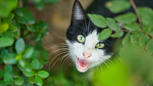 Pisicile adoră să miaune la oameni: Noile cercetări arată și de ce! (VIDEO)