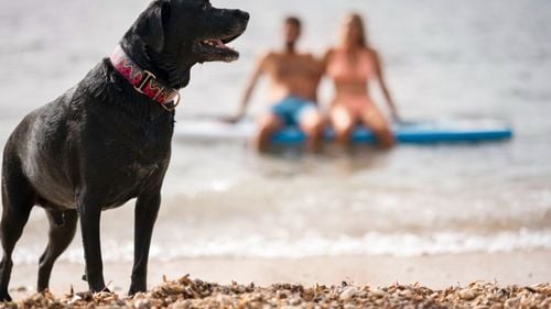 Plaja, lacul sau piscina: Iată la ce trebuie să fii atent când câinele tău se bucură de apă