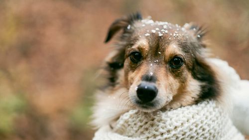 EXCLUSIV | Răceli, viroze, temperaturi scăzute: Cum sunt afectate animalele de companie. Ce spune medicul veterinar Medeea Iliopolos