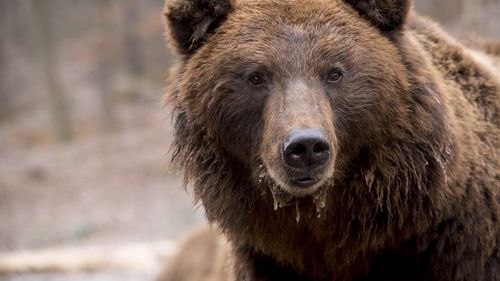 Urs semnalat în municipiul Râmnicu Vâlcea / S-a emis un mesaj Ro-Alert