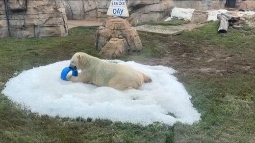 Ursul polar Nuniq de la Kansas City Zoo a primit o livrare specială de două tone de gheaţă