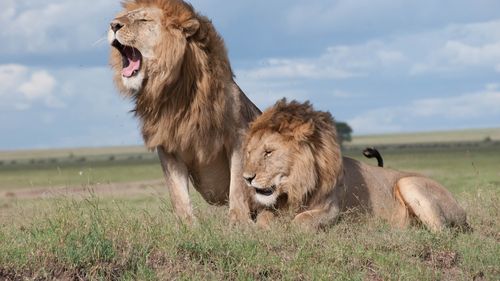 Studiu: Animalele sălbatice se tem mai mult de vocile oamenilor decât de sunetele leilor