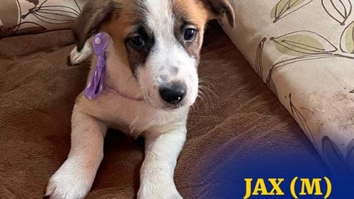 Un nou târg de adopții organizat de ASPA va avea loc sâmbătă în Parcul Titan