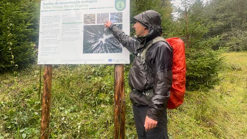 VIDEO Conservarea pădurii de fag de 130 de ani și reconstrucția ecologică din Valea Tămașului, dar și reîntoarcerea zimbrilor în Sudul Carpaților - două povești în drumul spre declararea Parcului Național Munții Făgăraș