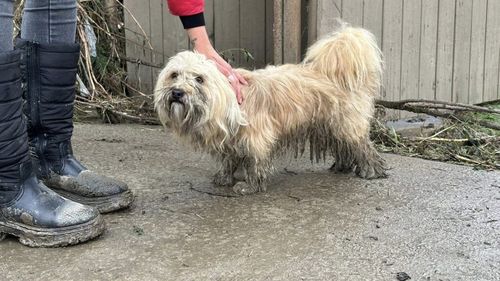 VIDEO | Animalele de companie, captive în inundațiile din Broșteni. Imaginile dezastrului după furtuni: câini uitați în lanțuri și curți năpădite de ape, pisici furișate în podul casei
