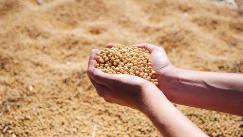 Comisia Europeană a autorizat utilizarea unei varietăți de soia modificată genetic în produsele alimentare și furaje. Nu a fost însă autorizată și cultura respectivului soi