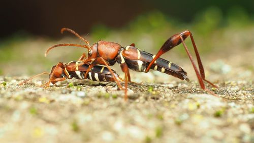 O specie de insectă americană a ajuns în Iași, în Copou / Seamănă cu o viespe, iar larva se hrănește cu lemn / ”Nu are venin sau otravă, nu mușcă, e complet inofensivă”