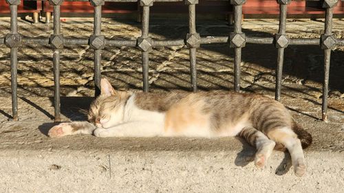 De ce pisicilor le place să doarmă pe beton: Ce stă în spatele acestui obicei excentric