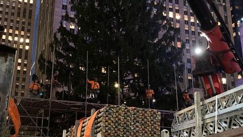 Celebrul brad de Crăciun din faţa Rockefeller Center a fost instalat/ 50.000 de luminițe vor fi aprinse la 30 noiembrie