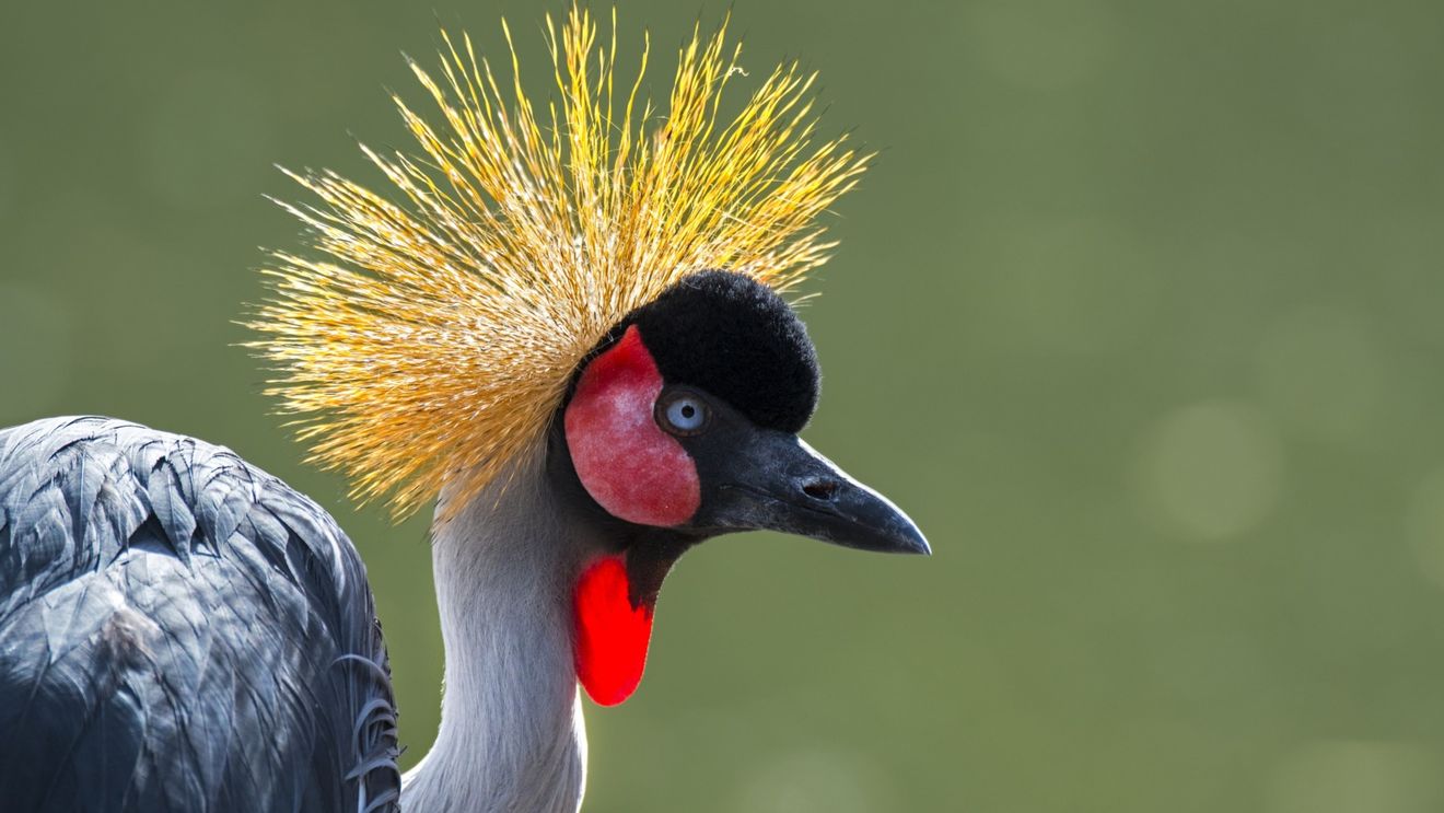 De ce cocorul cu creastă din Uganda este pe cale de dispariție