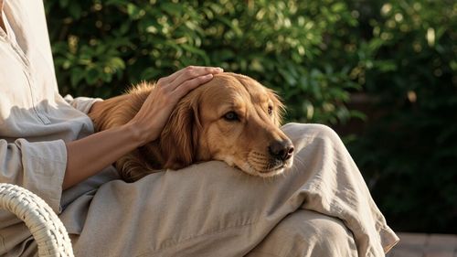 Dacă animalele îmbătrânesc mai repede decât oamenii, când este câinele considerat senior? Cum se schimbă câinii odată cu vârsta