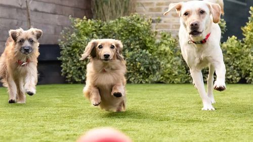 Top 10 Rase de câini populare și cum să le hrănești corect