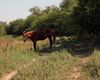 Valul de căldură din iunie a provocat pierderi de circa 2 miliarde de euro în agricultura europeană. Recolta de cereale, estimată la cel mai scăzut nivel din ultimii opt ani