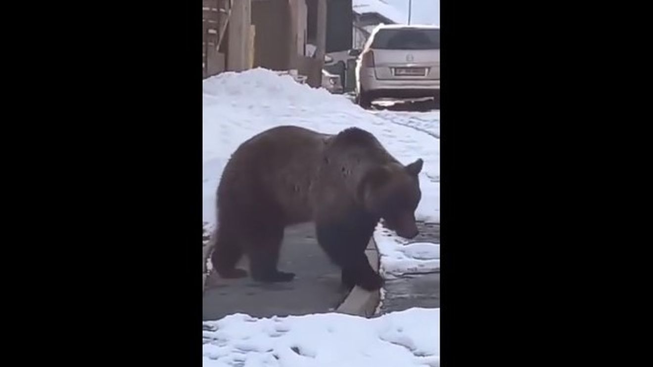 VIDEO Un urs rupe scânduri dintr-un gard încercând să intre într-o gospodărie din Azuga