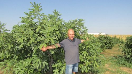 „Livada cu smochini”, o insulă mediteraneeană la marginea Buzăului / Cum a ajuns Valentin Badea de la o pasiune la o afacere exotică: „Din păcate, la ora actuală, în România, un borcan gol este mai scump decât unul plin cu dulceață care conține 25% fruct, adus din Egipt”