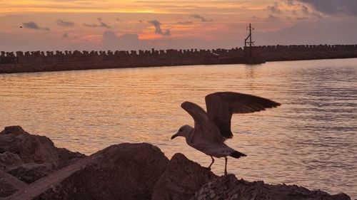 De la chipsuri până la pui de papagal/ Un cercetător a lansat un proiect științific despre apetitul "ciudat și minunat" al pescărușilor