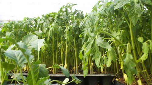 Şase persoane trimise în judecată la Buzău după ce ar fi vândut produse de protecţia plantelor toxice, neomologate