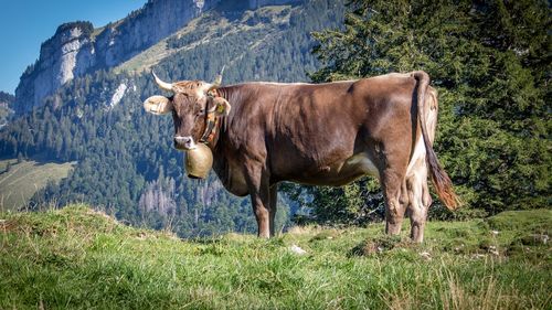 Tulpina de gripă aviară descoperită la vaci din SUA nu se transmite cu uşurinţă pe cale aeriană