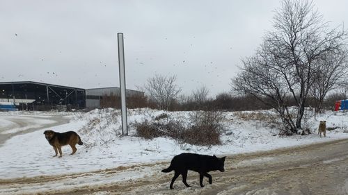 VIDEO Ce nu trebuie să faci niciodată atunci când te atacă un câine / Sfaturi de la polițistul care a salvat de la moarte un om atacat de o haită de câini